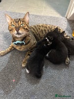 Maine Coon cats - Advert 2