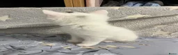 Turkish Angora cats for sale: White girl and black&white boy - Advert 6