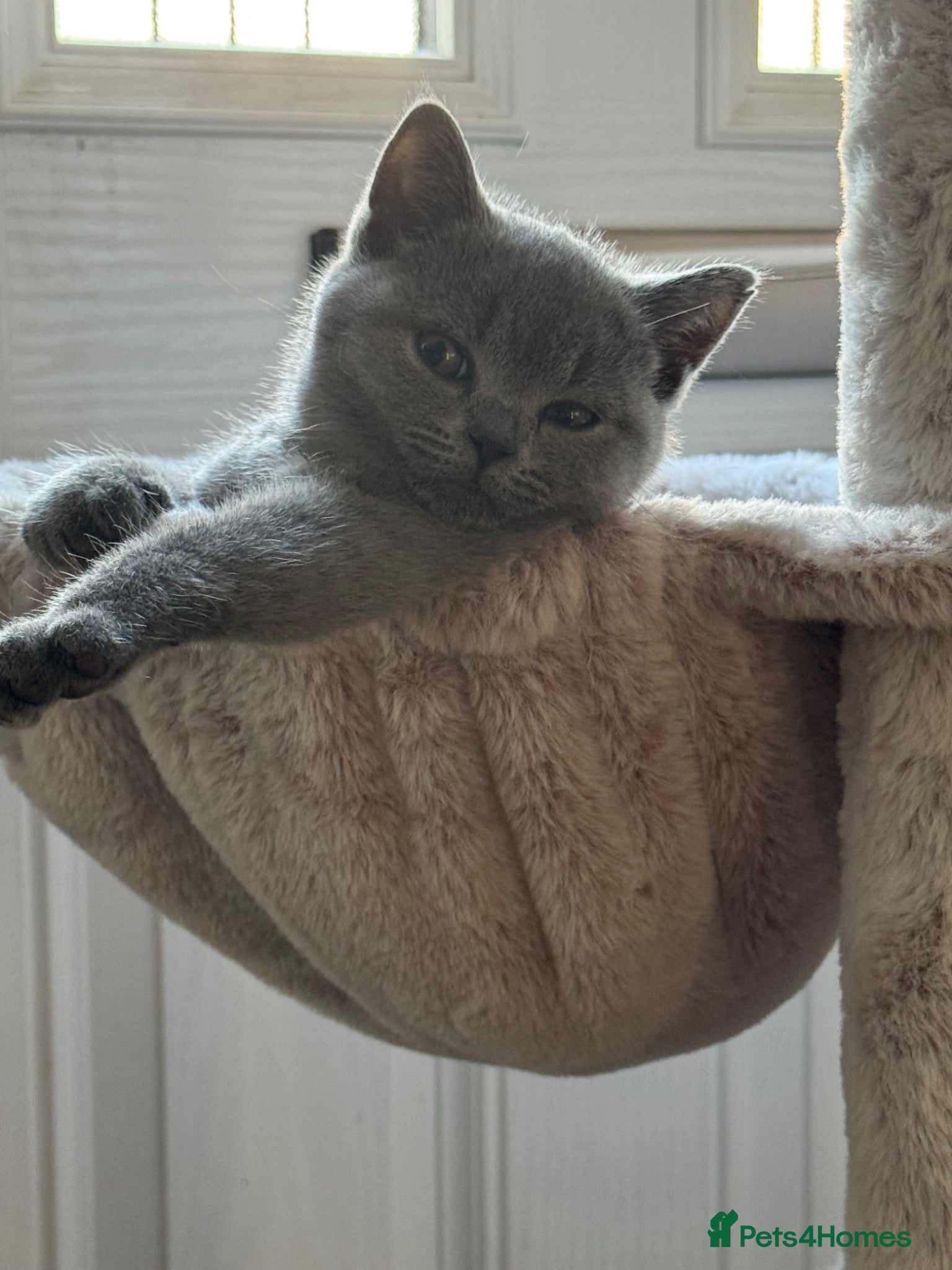 British Shorthair cats 1 Stunning Girl Available  - Advert 19