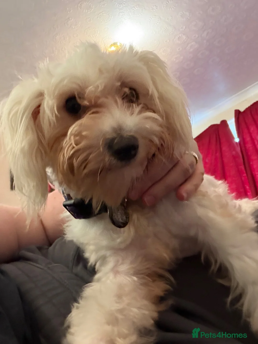 Bichon Frise dogs for sale: Anna 9 months old  - Advert 2