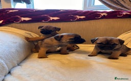 Border Terrier dogs for sale: Border terrier puppies for sale  - Image 19