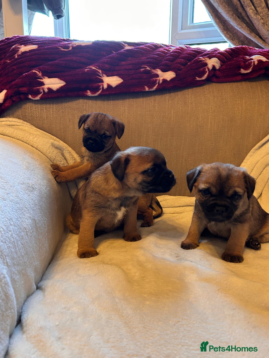 Border Terrier dogs for sale: Border terrier puppies for sale  - Image 19