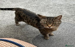 Domestic Shorthair cats for sale: Misty - Image 4