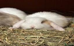 Mini Lop rabbits for sale: 2 beautiful mini lop girls available  - Image 13