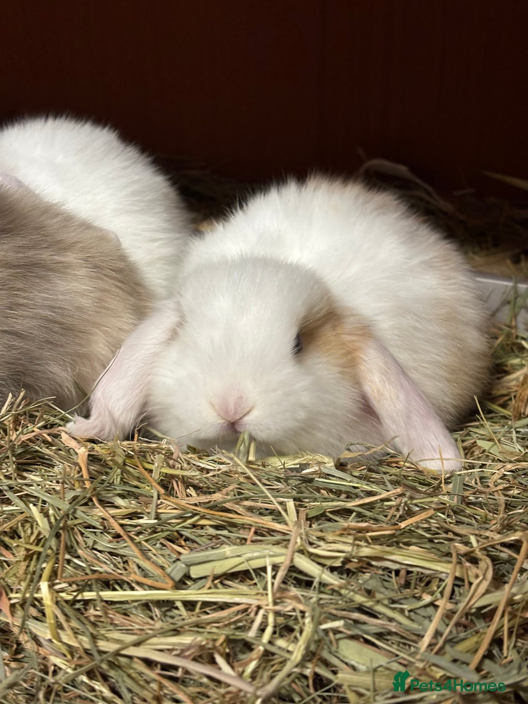 Mini Lop rabbits for sale: 2 beautiful mini lop girls available  - Image 13