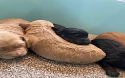 Cockapoo dogs for sale: Outstanding F1 cockapoo - Advert 7