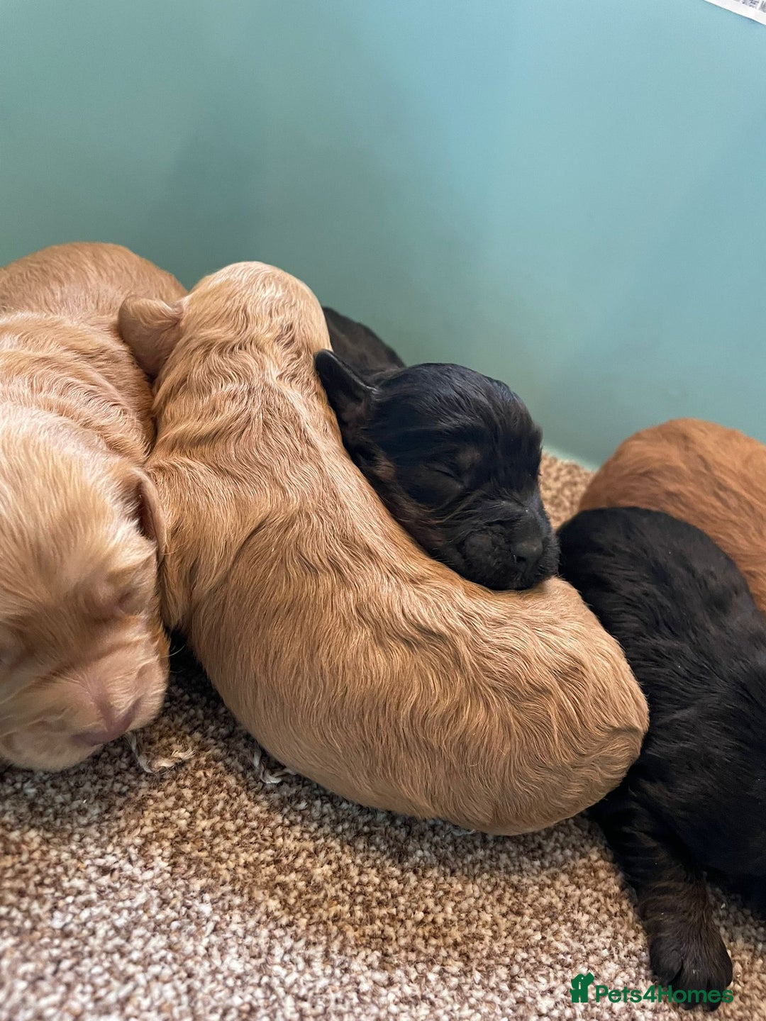 Cockapoo dogs for sale: Outstanding F1 cockapoo - Advert 7