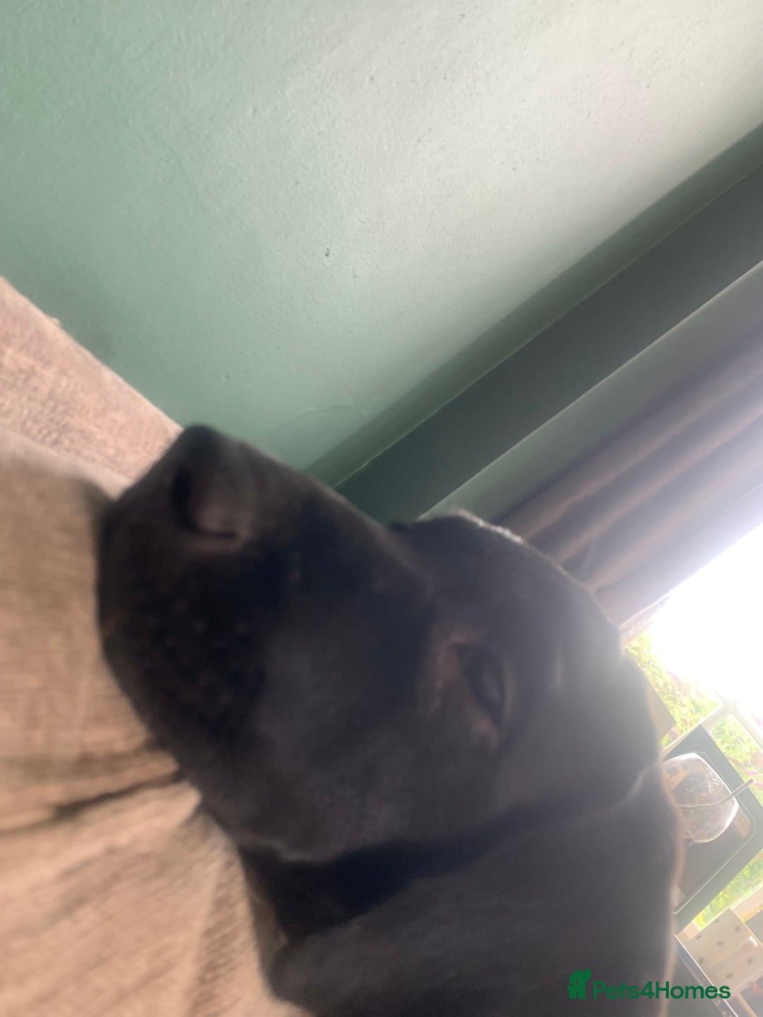Labrador Retriever dogs for sale: KC Labrador puppy 🐾 - Image 6