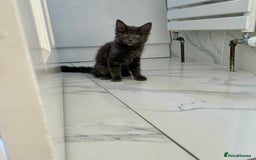 Russian Blue cats for sale: Incredible kittens  - Image 16
