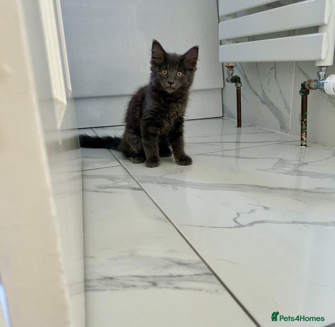 Russian Blue cats for sale: Incredible kittens  - Image 16