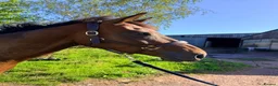 English Thoroughbred horses for sale: Jack  in Warwick - Advert 3