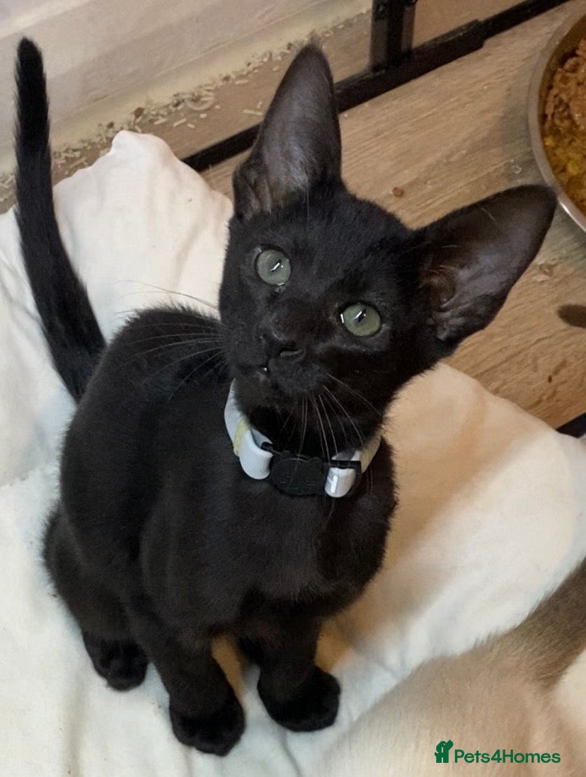 Mixed Breed cats Oriental/ Siamese  - Advert 7