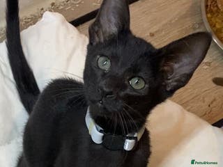 Mixed Breed cats Oriental/ Siamese - Advert 5