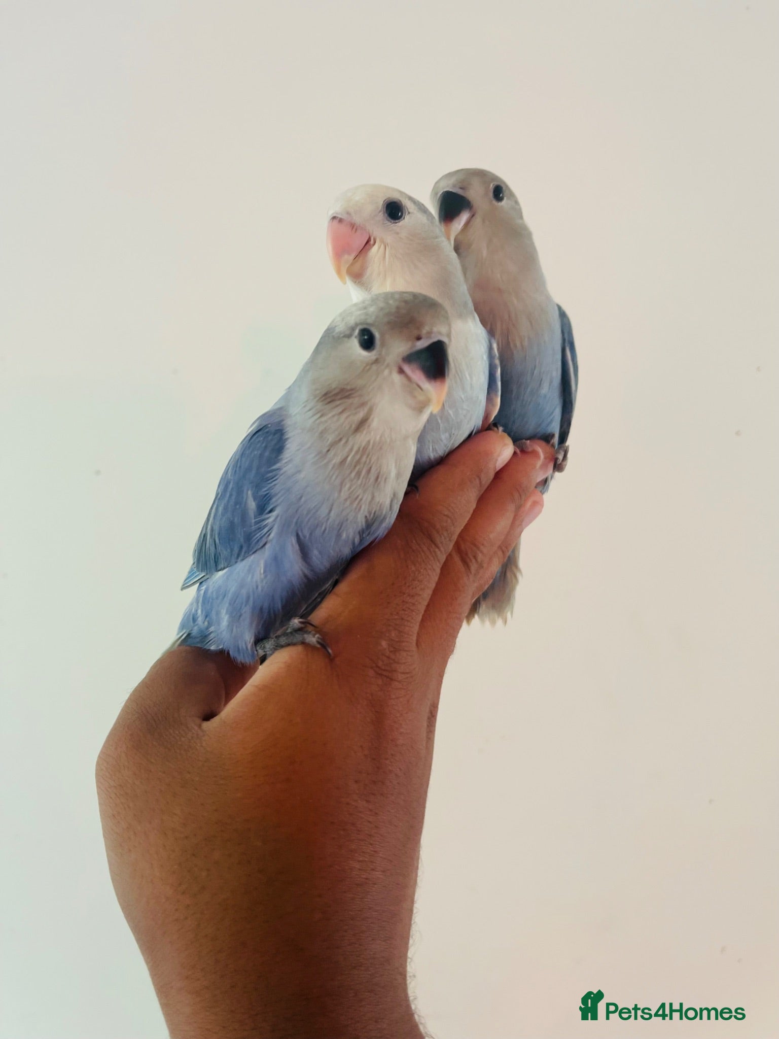 Lovebirds birds Hand reared lovebirds for sale  - Advert 1