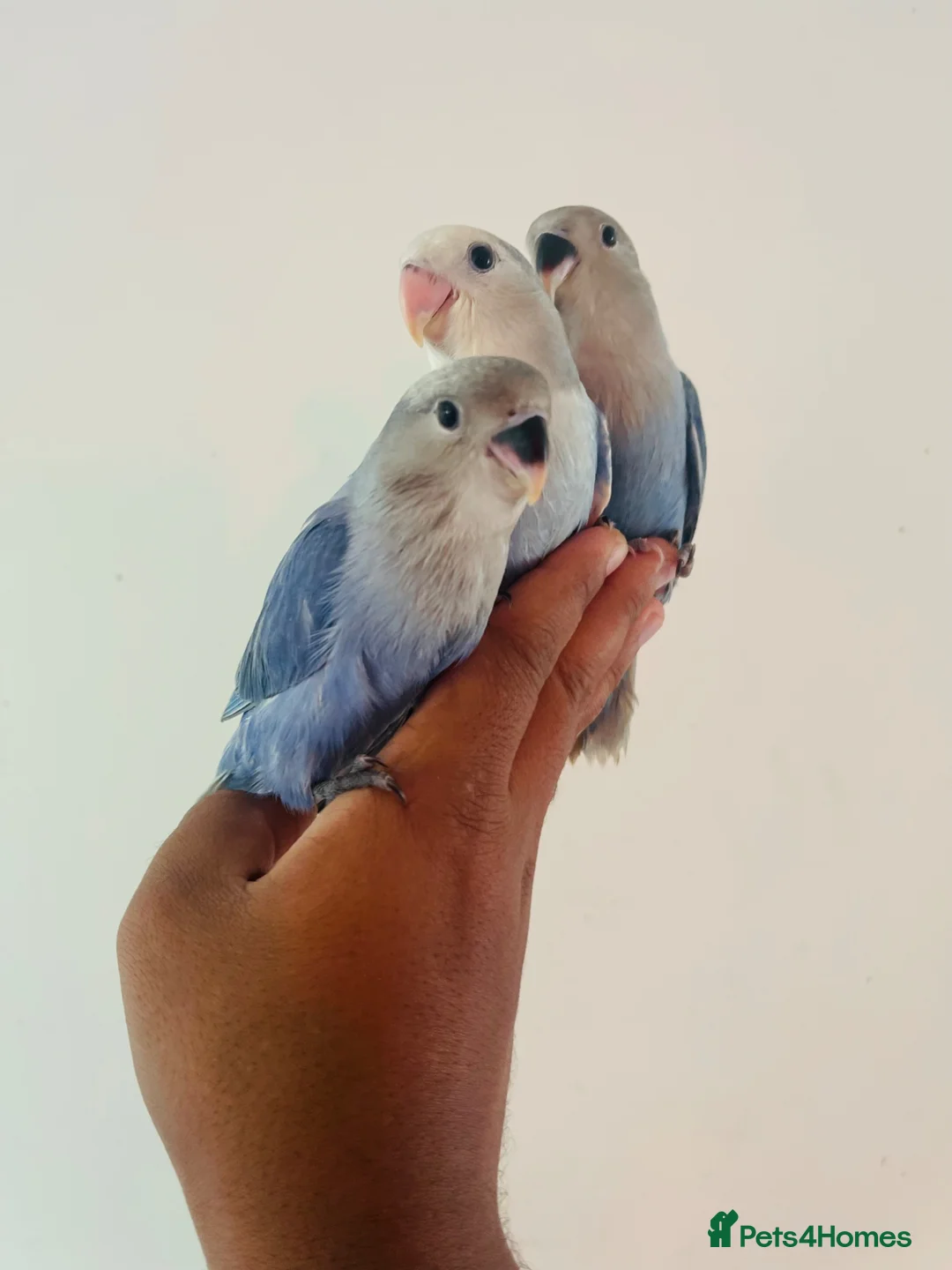 Lovebirds birds for sale: Hand reared lovebirds for sale  - Advert 1