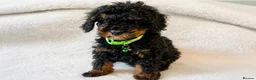 Cavapoo dogs for sale:  Toy Cavapoo health tested f1b ready to go  - Advert 10