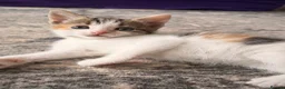 Mixed Breed cats for sale: Beautiful Calico Female Kitten - Last Available in Basingstoke - Advert 6