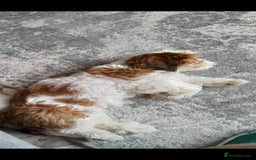Cava Tzu dogs for sale: Cav tzu 7 month old pup - Image 2