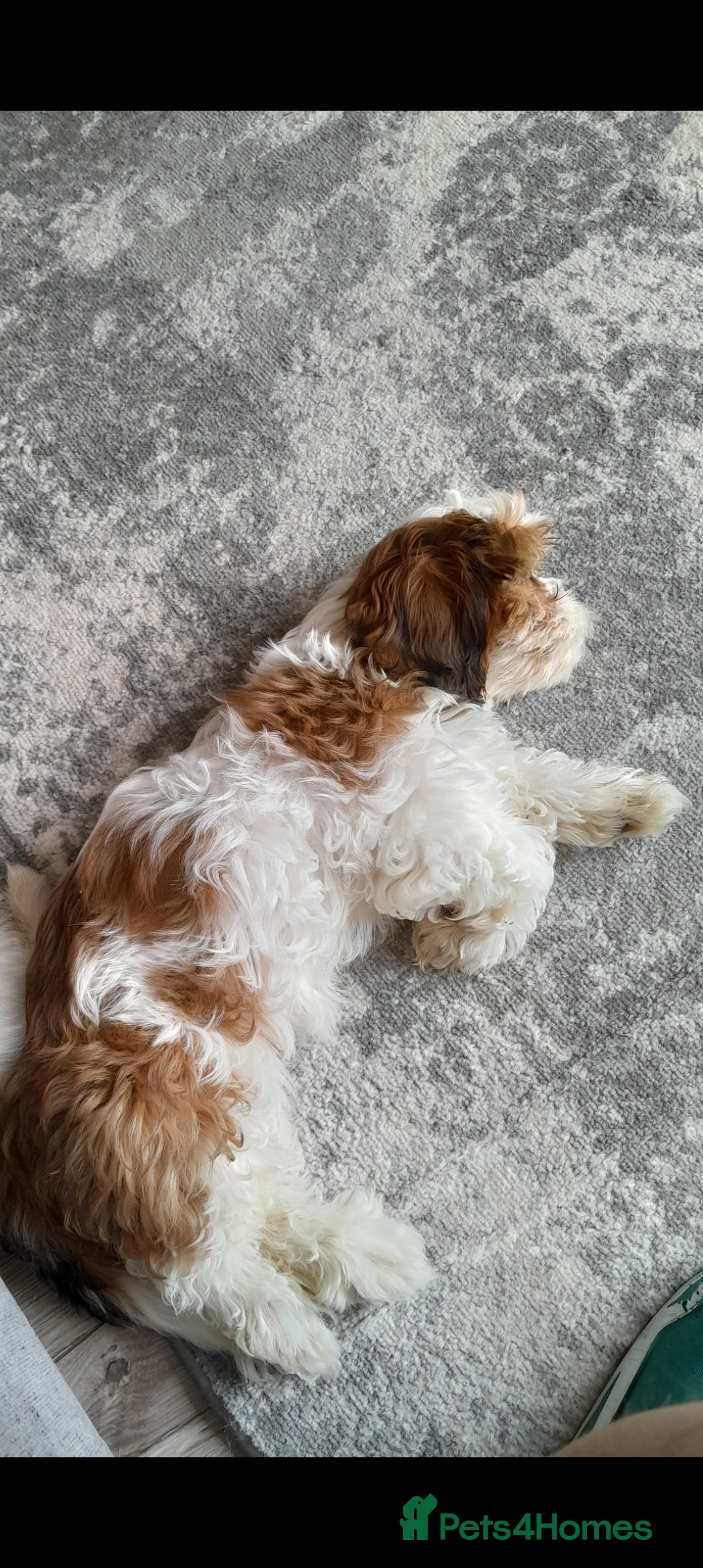 Cava Tzu dogs for sale: Cav tzu 7 month old pup - Image 2