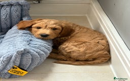Goldendoodle dogs for sale: Stunning Health Tested F2B Mini Goldendoodles - Image 4