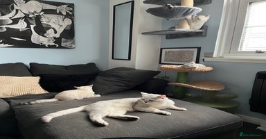 British Shorthair cats - Advert 1