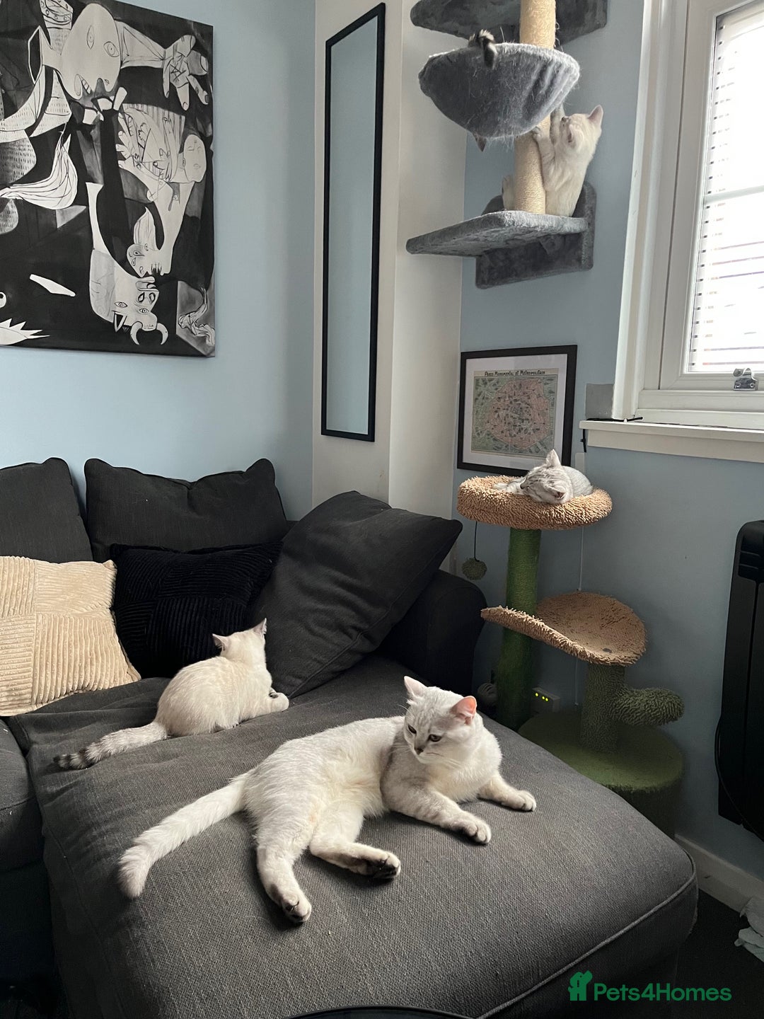 British Shorthair cats for sale: Beautiful British Shorthair Kittens... - Image 7