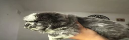 Chow Chow dogs for stud: Chow chow stud  - Advert 5
