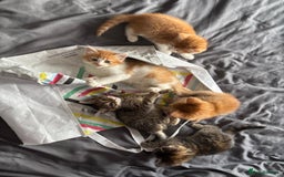 Mixed Breed cats for sale: 5 kittens looking for their forever homes  - Image 13