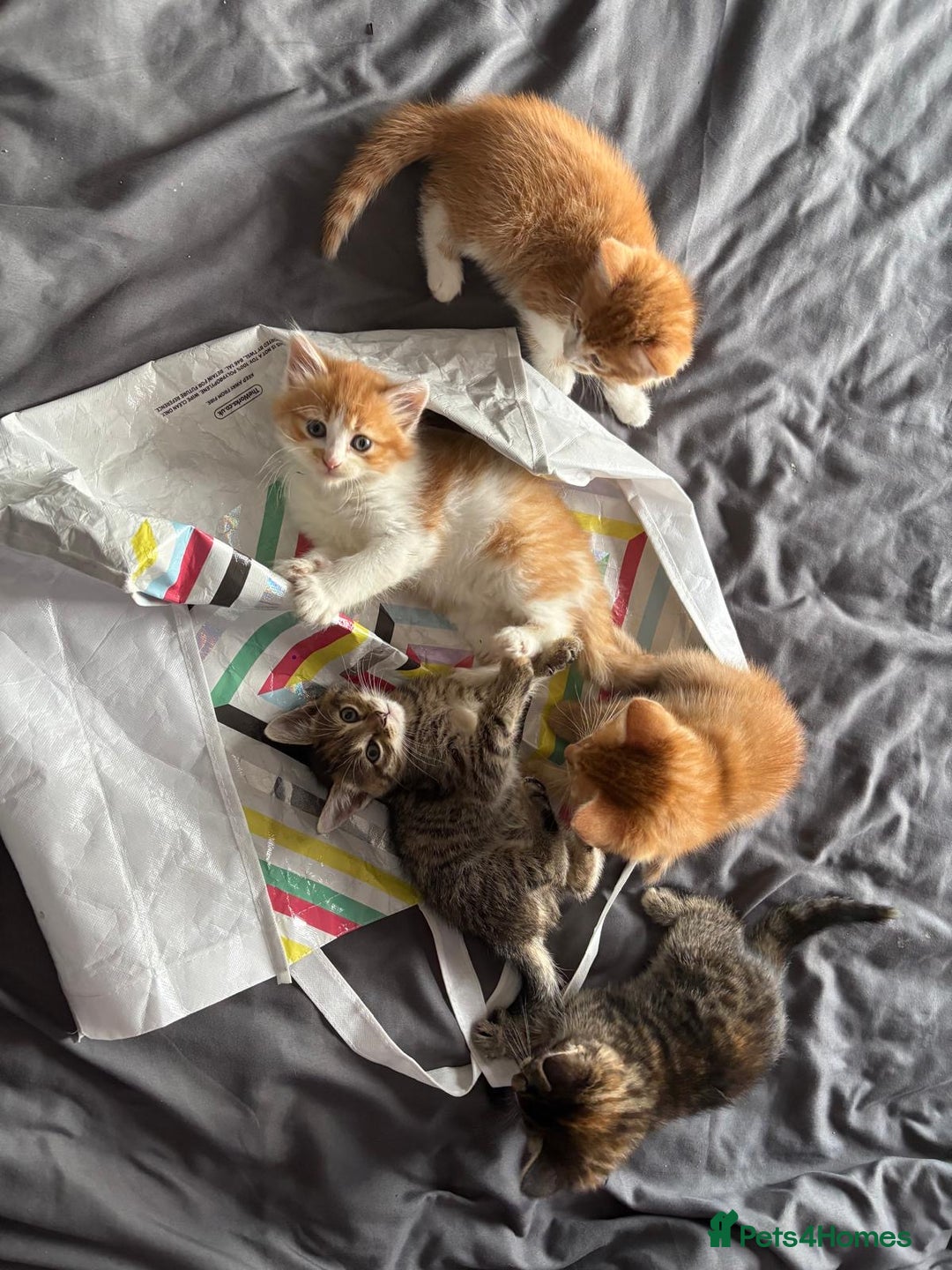 Mixed Breed cats for sale: 5 kittens looking for their forever homes  - Image 13