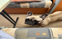 French Bulldog dogs for sale: 3 year old frenchie looking for new home - Image 5