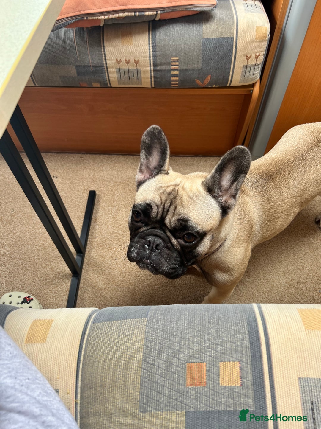 French Bulldog dogs for sale: 3 year old frenchie looking for new home - Image 5