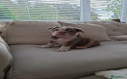 English Bulldog dogs for sale: 4 Month old, British Bulldog - Image 6