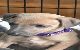 Mixed Breed dogs for sale:  Beautiful Whiggys Whippet X Italian Greyhound  - Image 5