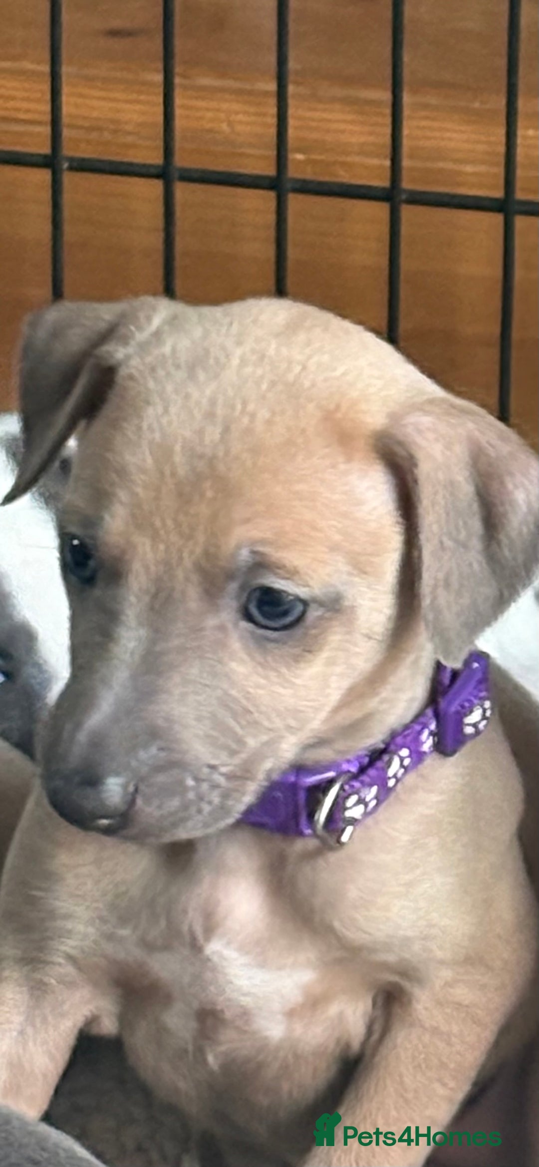 Mixed Breed dogs for sale:  Beautiful Whiggys Whippet X Italian Greyhound  - Image 5