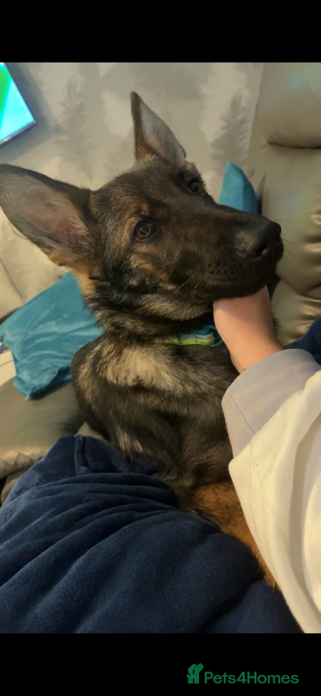 German Shepherd dogs for sale: 7 month old German shepherd  - Advert 2