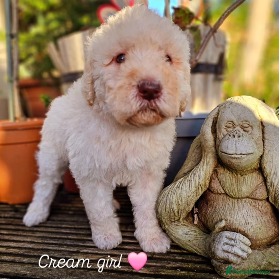 Labradoodle dogs for sale: Curly Coated Hypo-Allergenic Labradoodle Puppies   - Advert 20