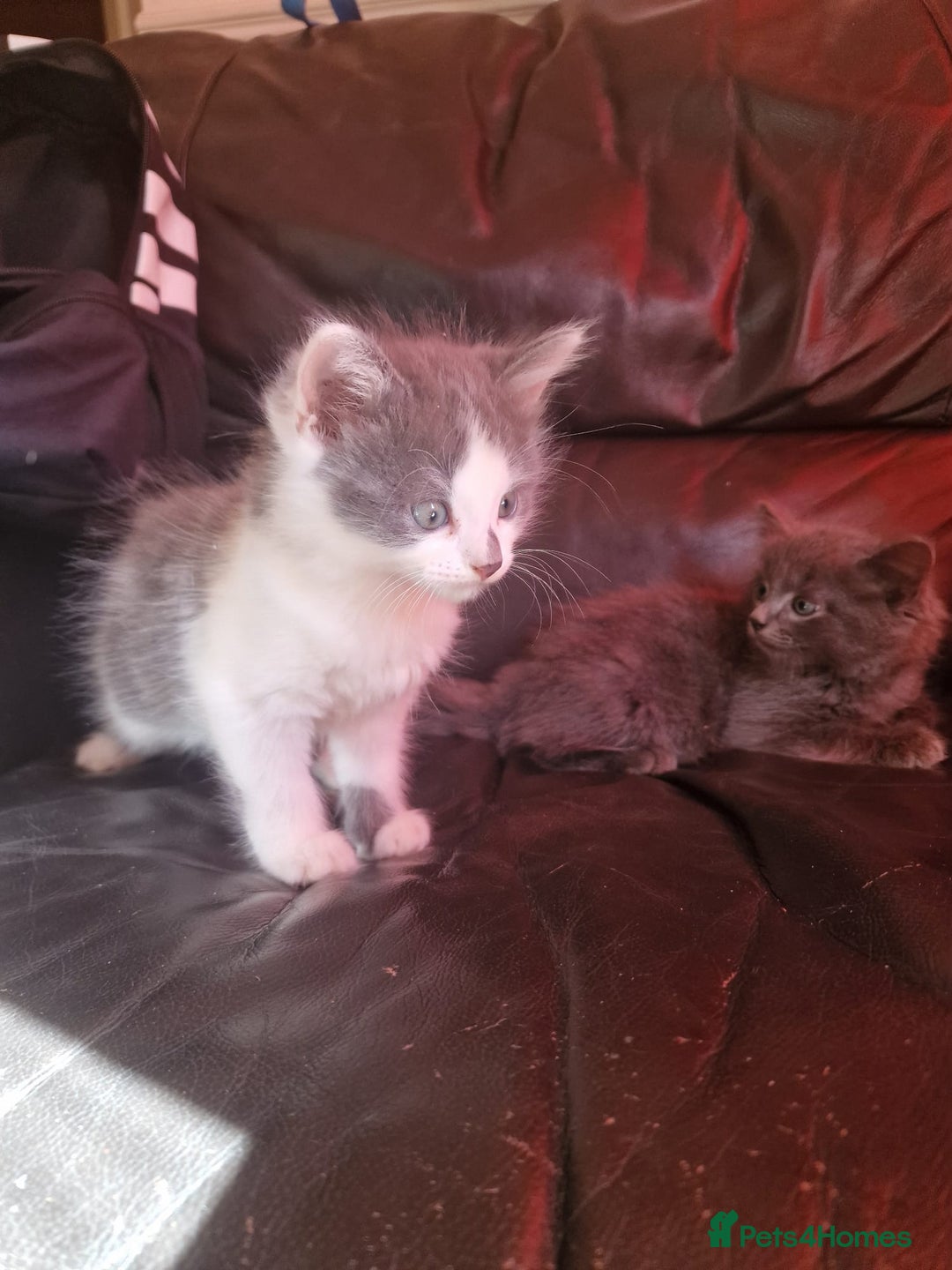 Mixed Breed cats for sale: Cuddly fluffy kittens  - Image 10