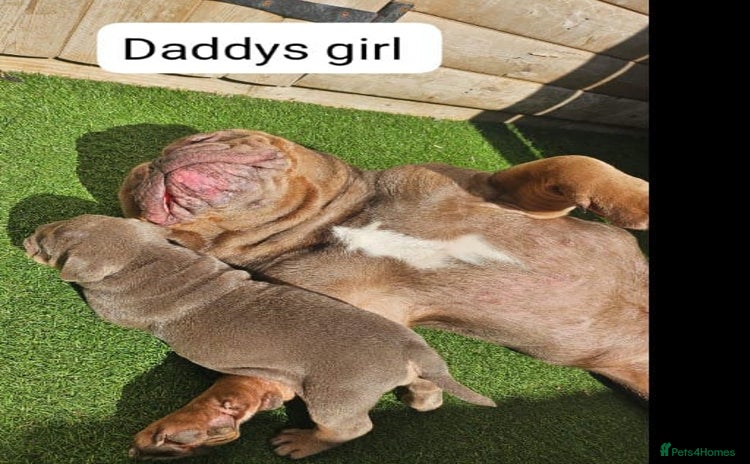 Olde English Bulldogge dogs - Advert 3