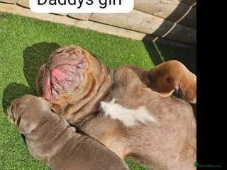 Olde English Bulldogge dogs - Advert 11