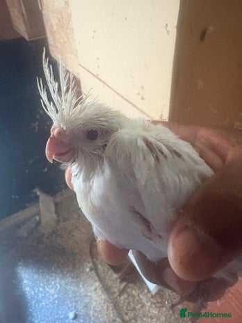 Cockatiels birds in Norwich - Advert 4