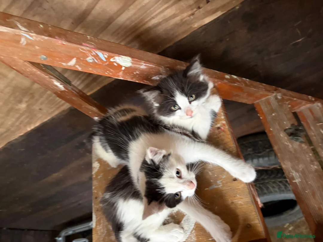 Mixed Breed cats for sale: Kitten  - Advert 2