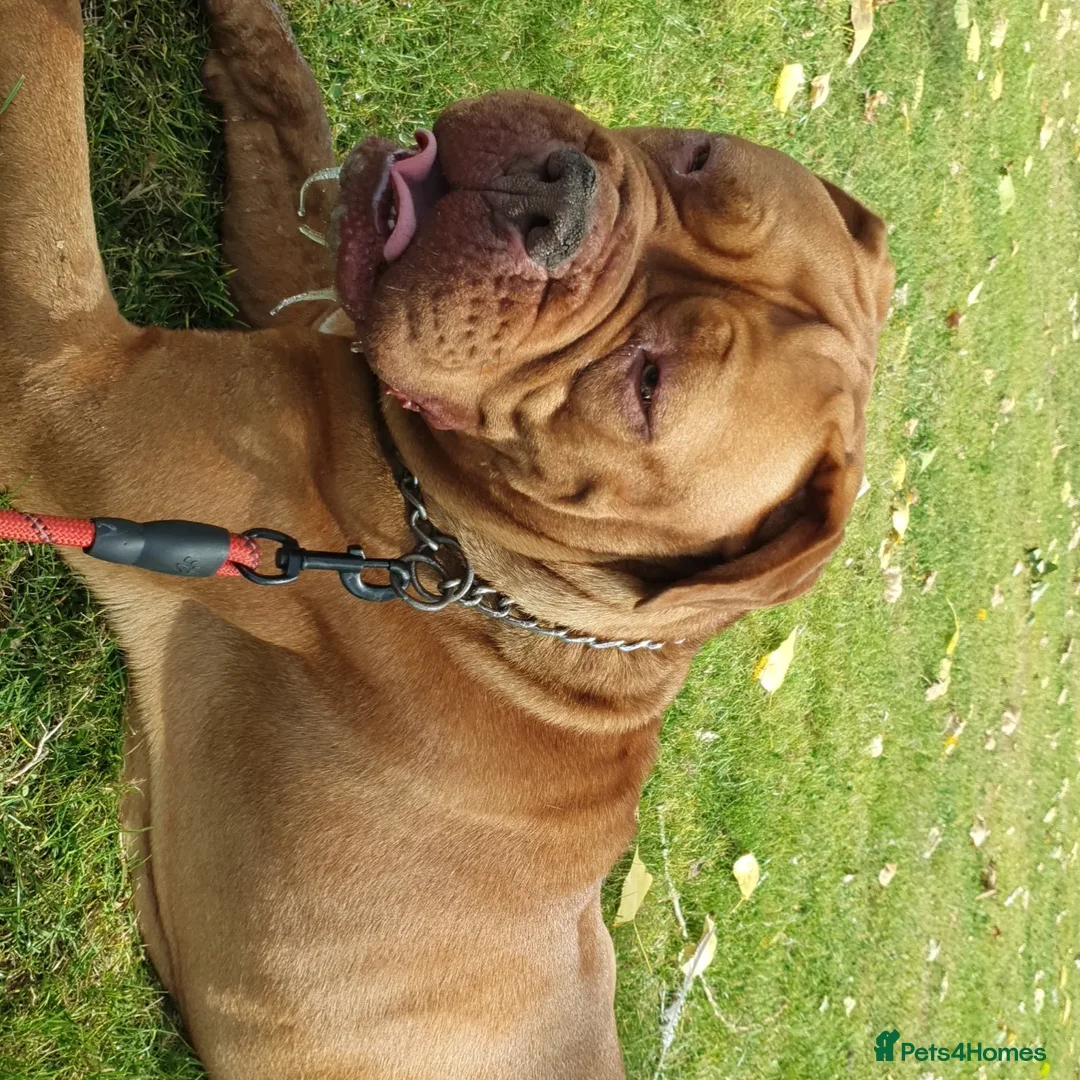 Dogue De Bordeaux dogs for sale: Dogue de bordeaux  - Advert 2