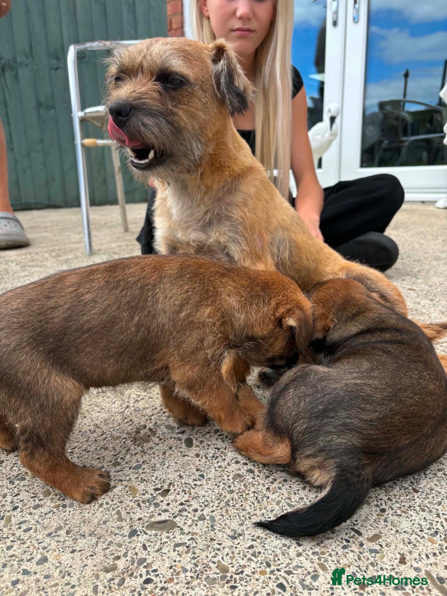 Border Terrier dogs Border terriers  - Advert 5