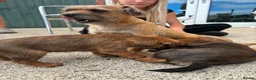 Border Terrier dogs for sale: Border terriers  in Bucknell - Advert 1