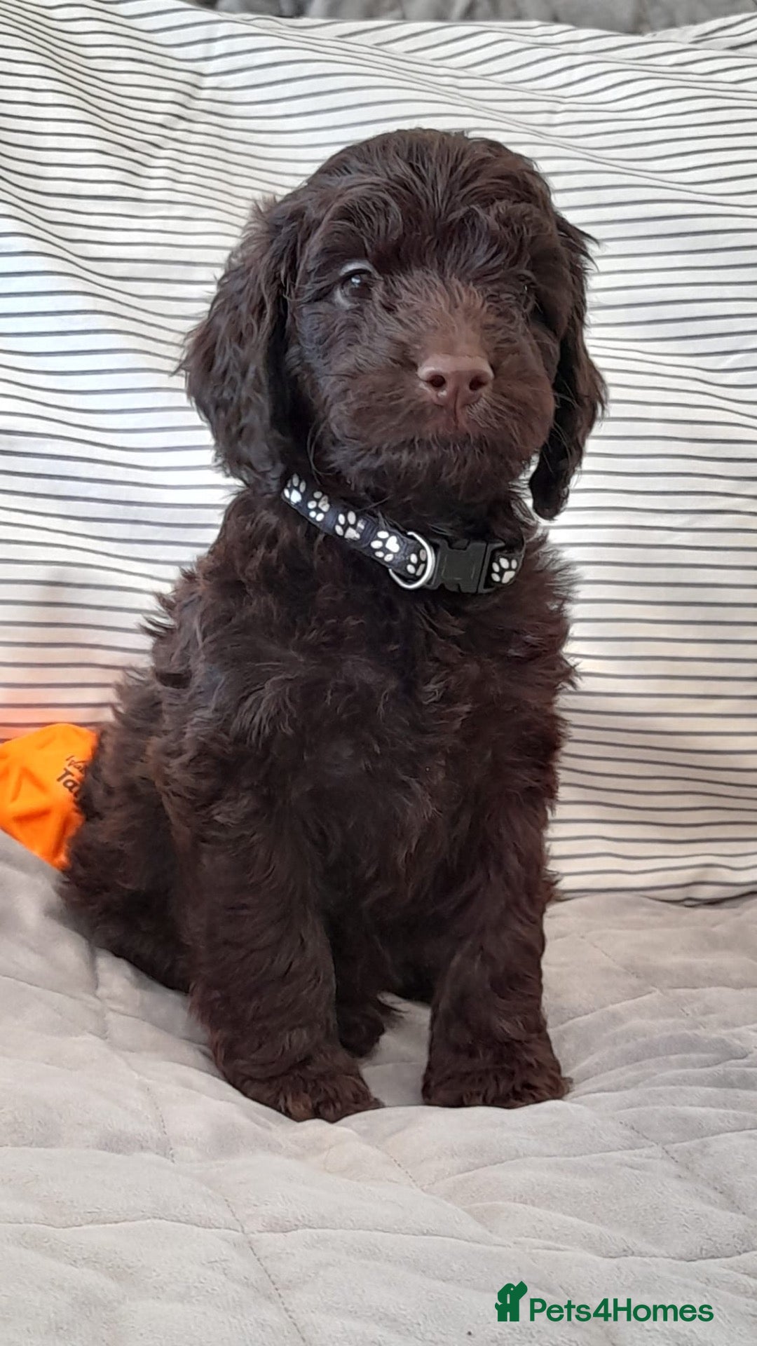 Cockapoo dogs Exceptional F1 cockapoo puppies  - Advert 1