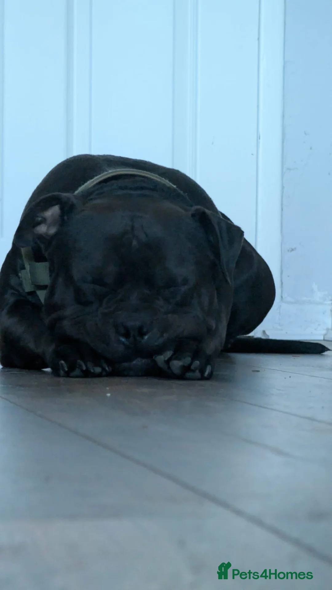 Mixed Breed dogs for sale: Rambo gentle giant in Ashton-under-Lyne - Advert 2