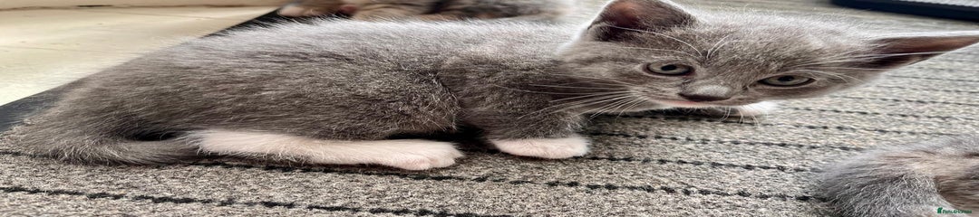 Mixed Breed Kitten 3