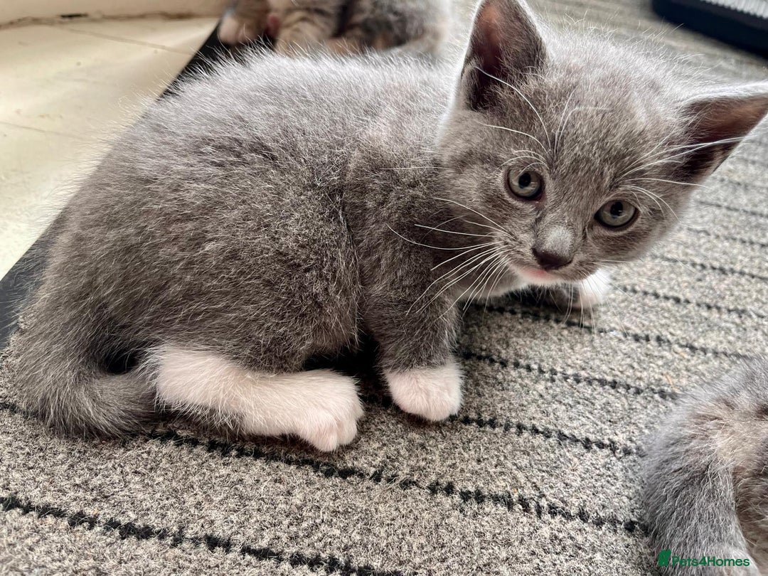 Mixed Breed cats for sale: Beautiful kittens, 2 girls, 1 boy - Image 3