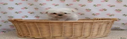 Maltese dogs for sale: Maltese  - Advert 2