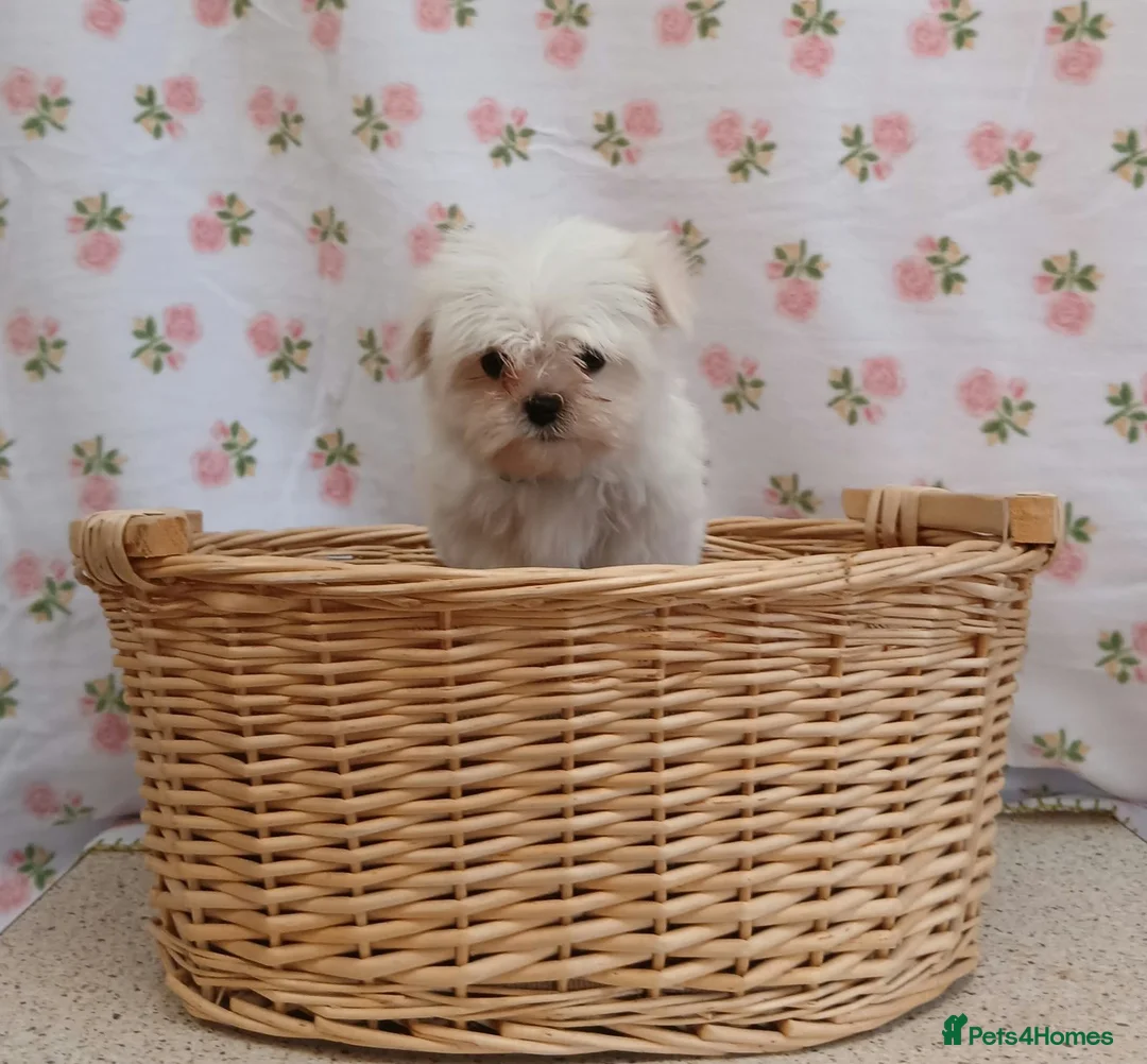 Maltese dogs for sale: Maltese  - Advert 2